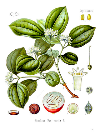 Illustration for article titled Strychnine: A Brief History of the World's Least Subtle Poison